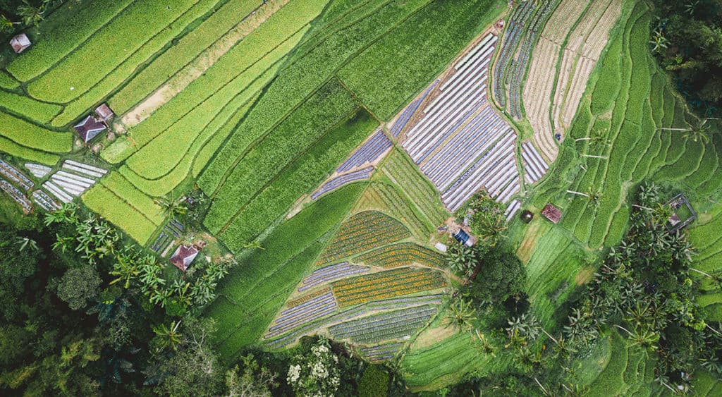 An aerial view of green farmland.