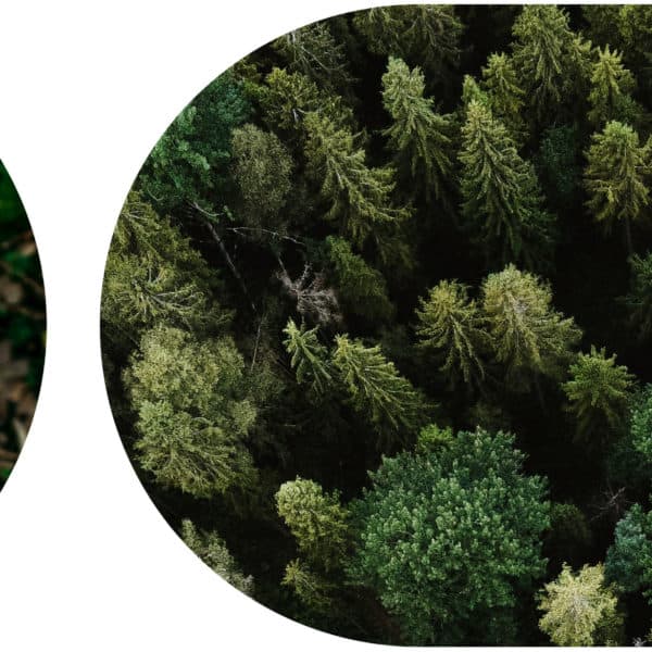 A header image showing two photos: on the left is a pair of hands holding a seedling tree, and on the right is an aerial photo of trees which capture carbon.
