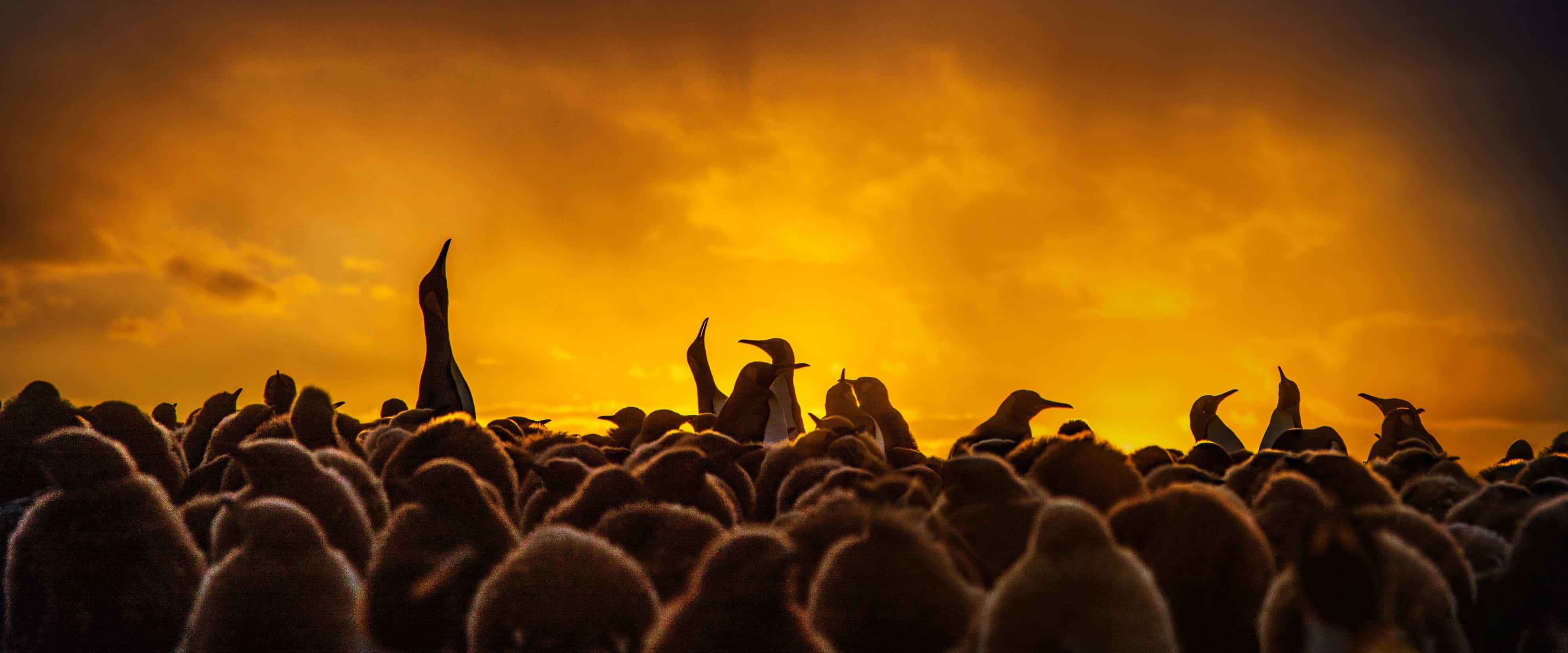 A dramatic photo of a crowd of penguins, some jutting above the rest, to the backdrop of a red and orange sky.