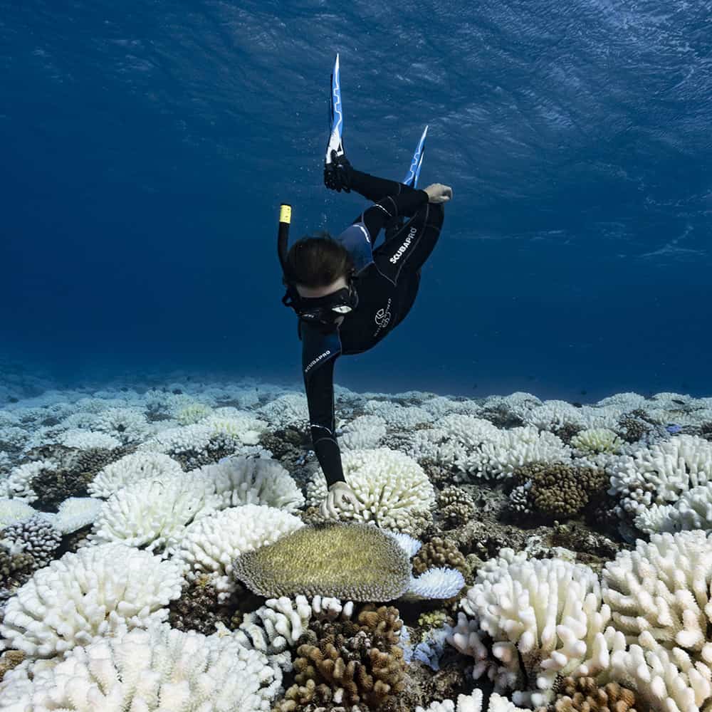 A scuba diver in a coral reef.
