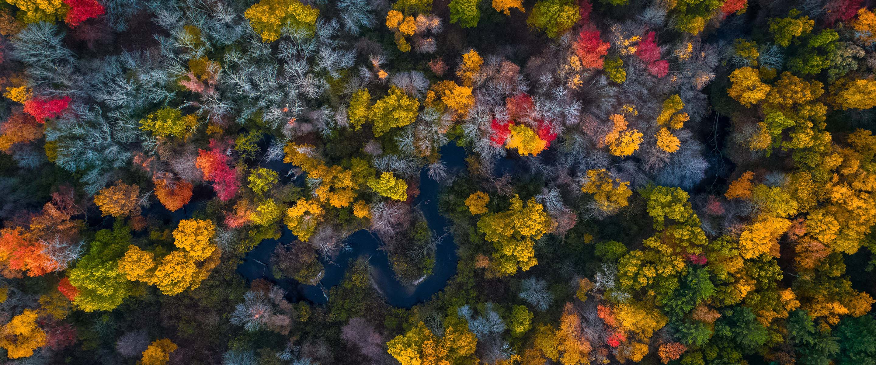 Fall trees in Massachusetts.