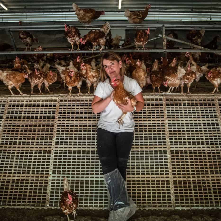 A chicken farmer holding a chicken in a coop.