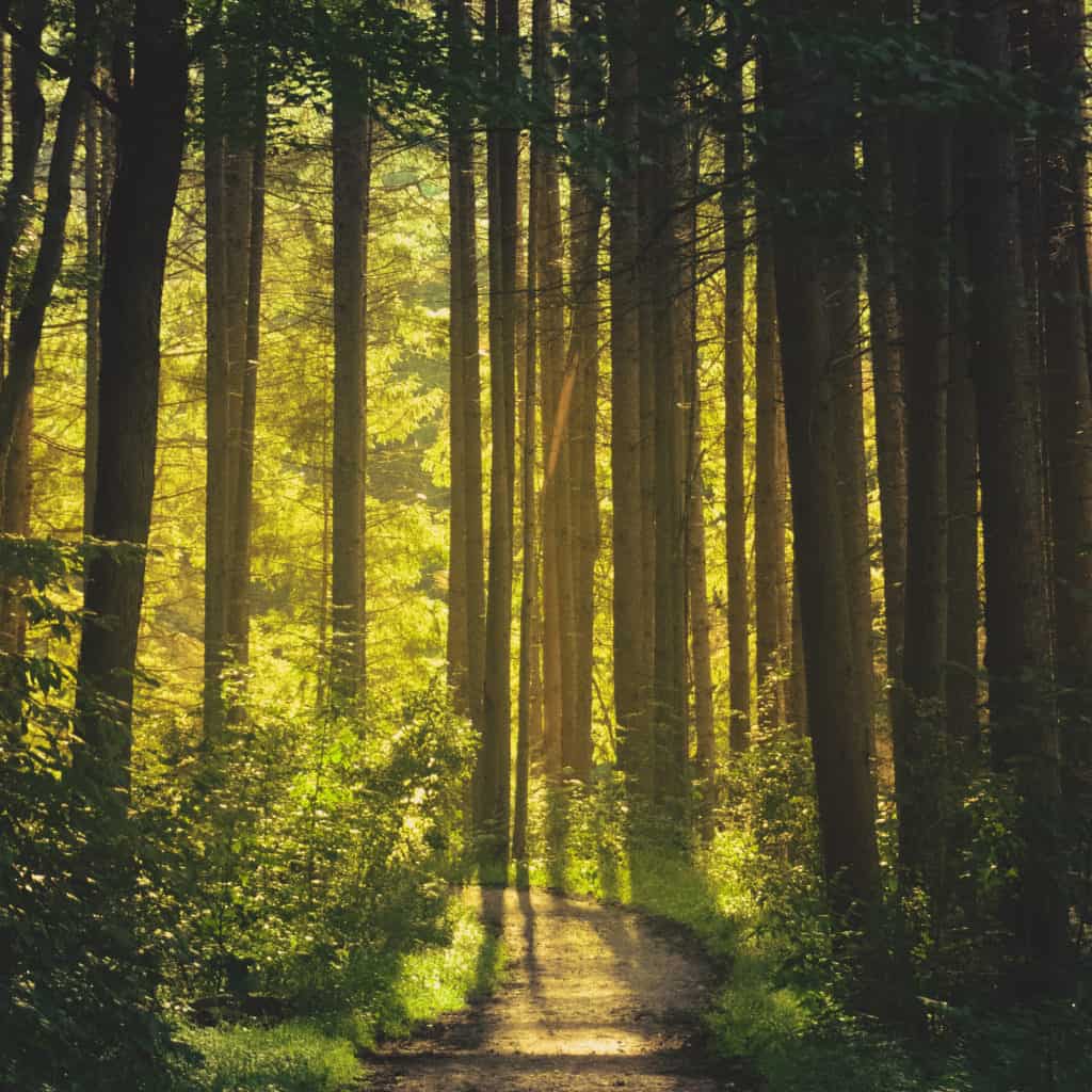 An image of a path surrounded by trees.