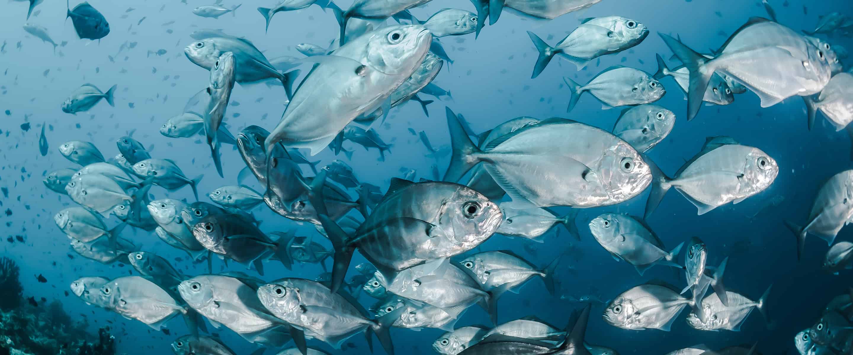 A school of fish swimming in the ocean.