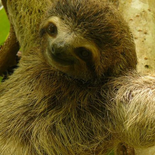 An image of a sloth.