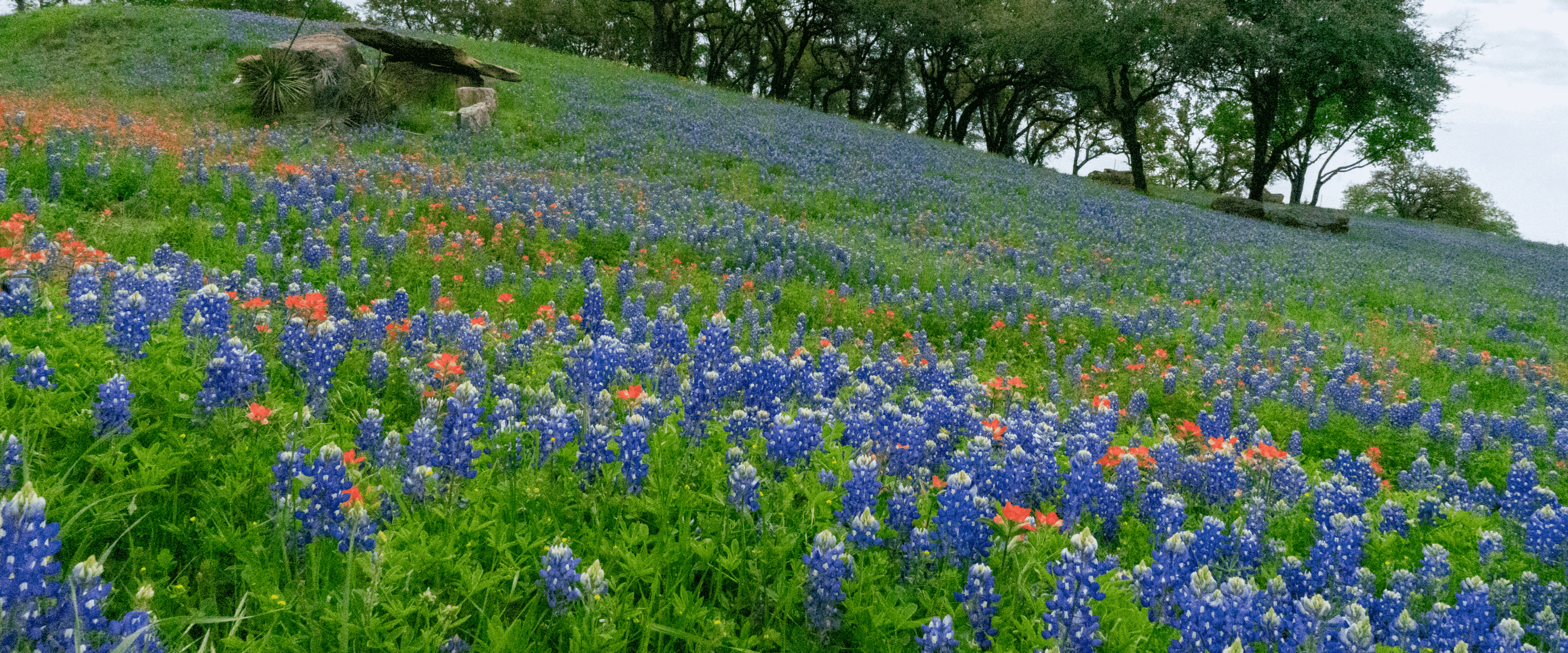 A sloping field filled with bluebonnets.