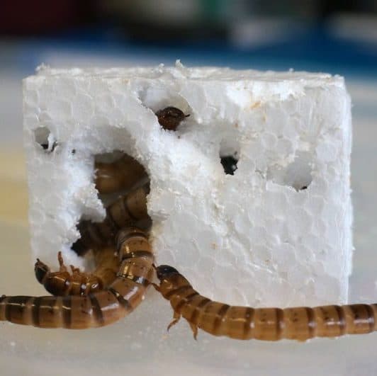 An image of worms eating styrofoam.