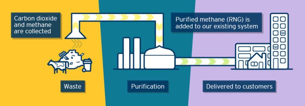 An image showing the stages of RNG purification, with the following text: Carbon dioxide and methane are collected > Waste > Purification > Purified methane (RNG) is added to our existing system > Delivered to customers