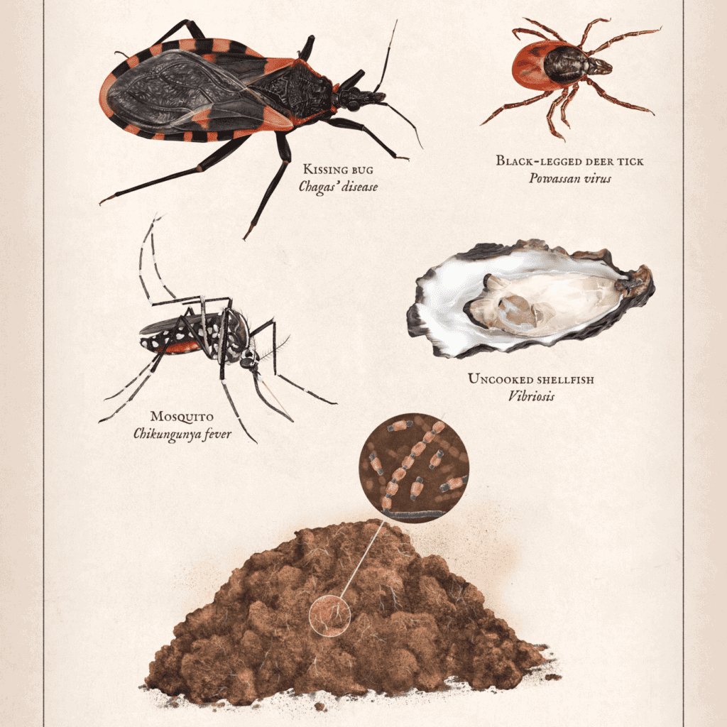 An image showing bugs and other creatures with their scientific names.