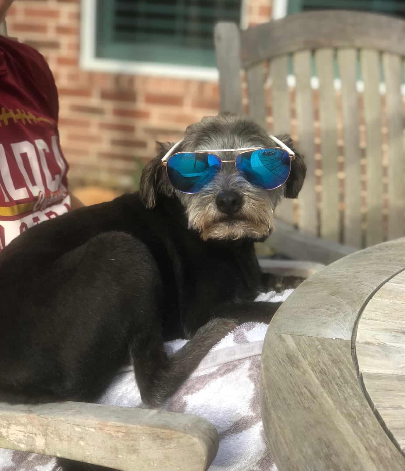 Linley's dog wearing sunglasses.