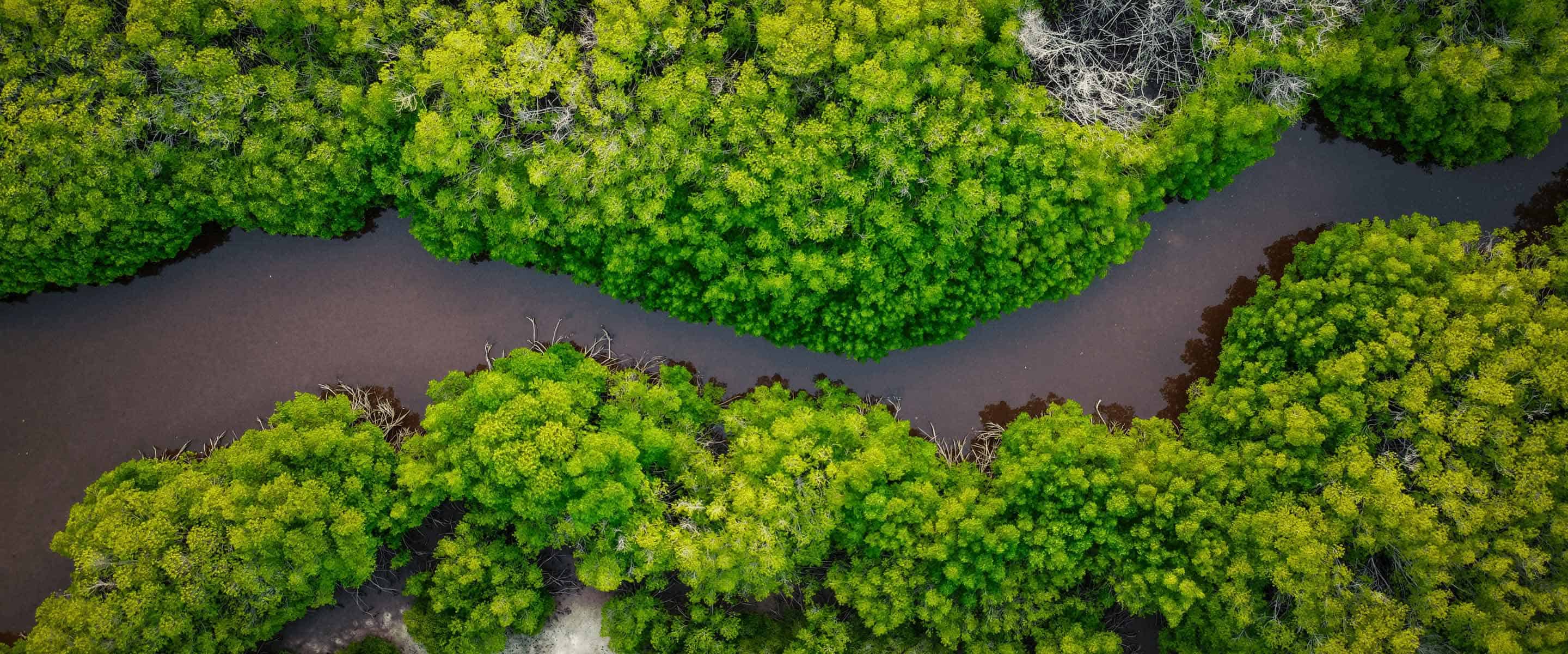 An overhead view of a mangrove.