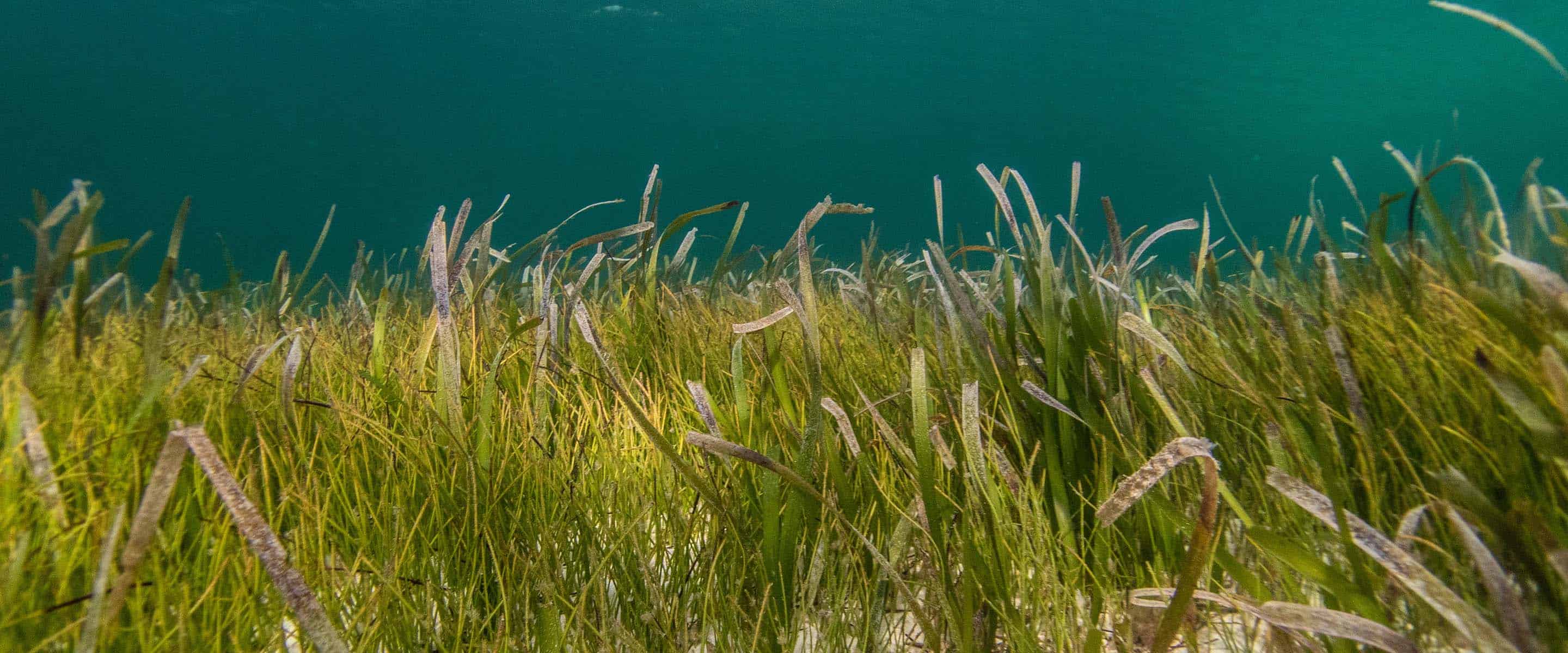 Carbon is captured in sea grass.