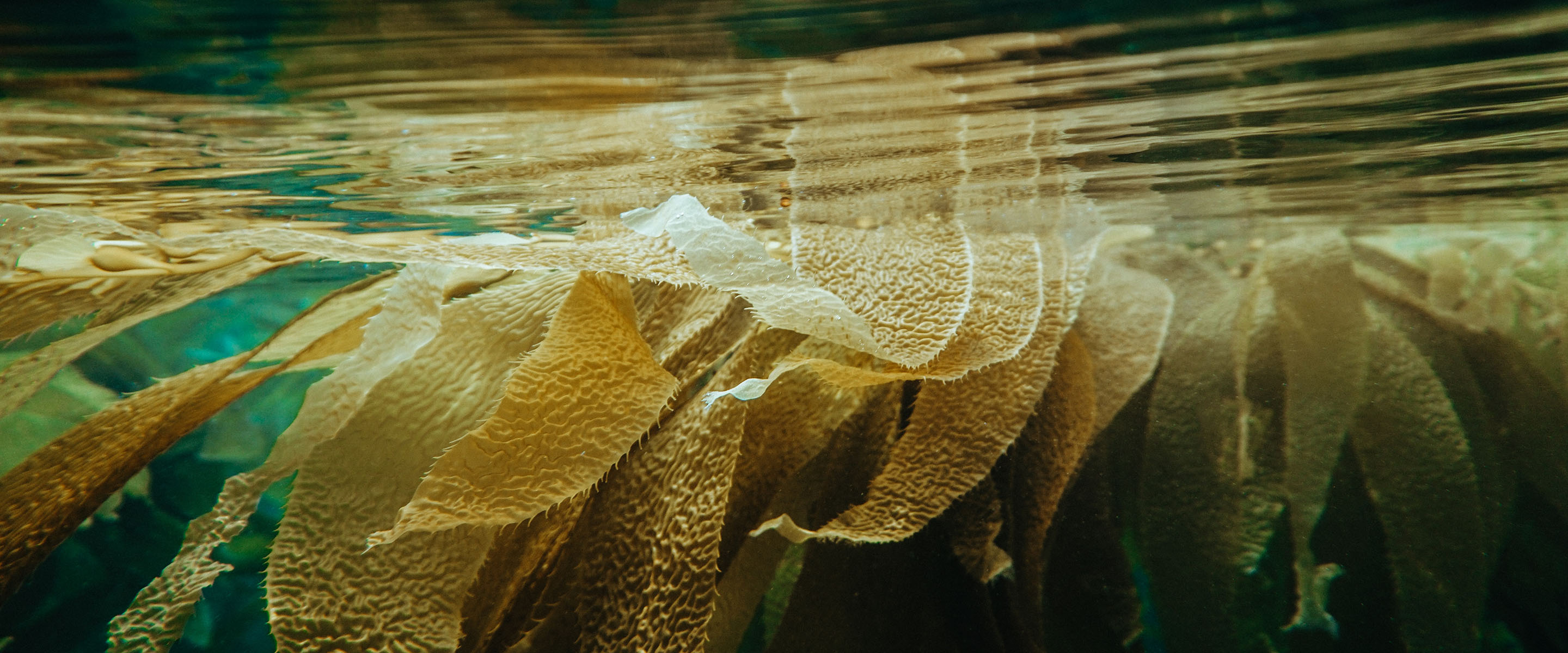 Plants like kelp are great at soaking up carbon dioxide.