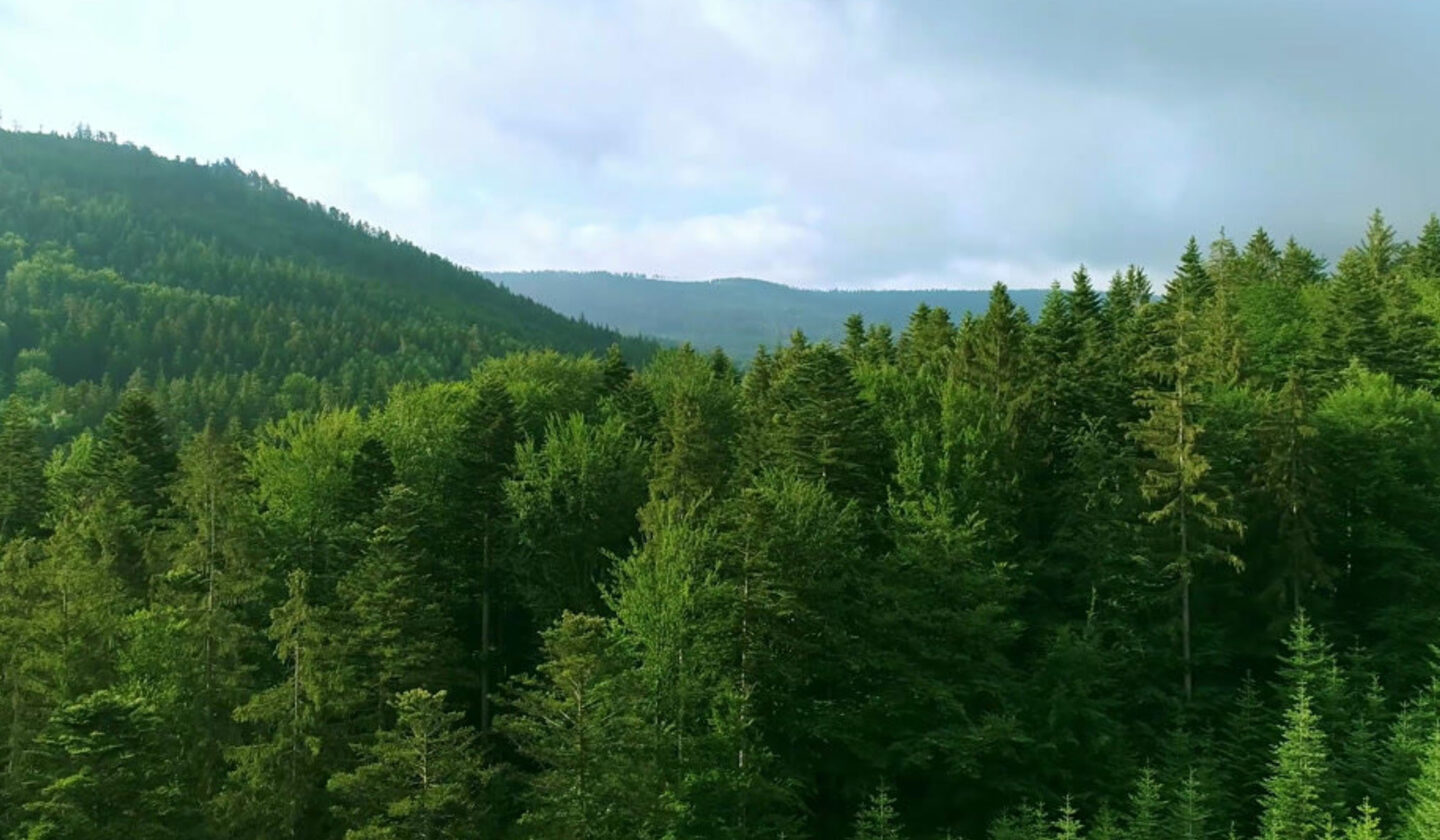 What to Know About Forestry Projects in Your Carbon Strategy