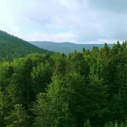 What to Know About Forestry Projects in Your Carbon Strategy