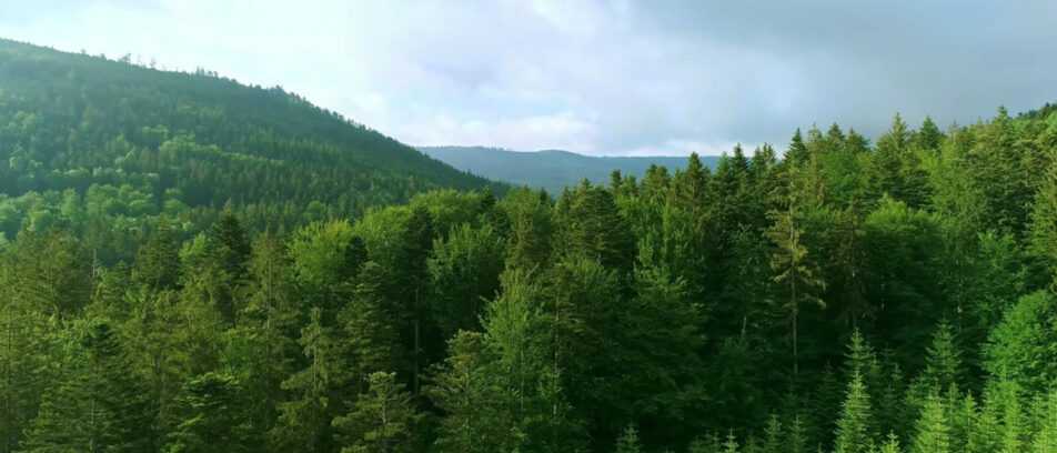 What to Know About Forestry Projects in Your Carbon Strategy