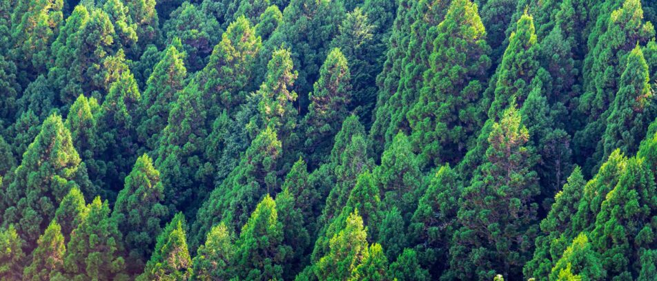 Your Guide to Carbon Credits