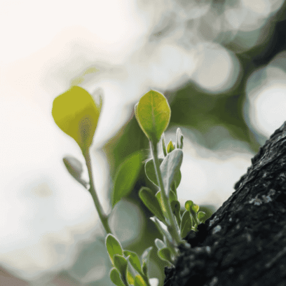  Edition #2 | Your Sustainability Team’s Weekly Briefing