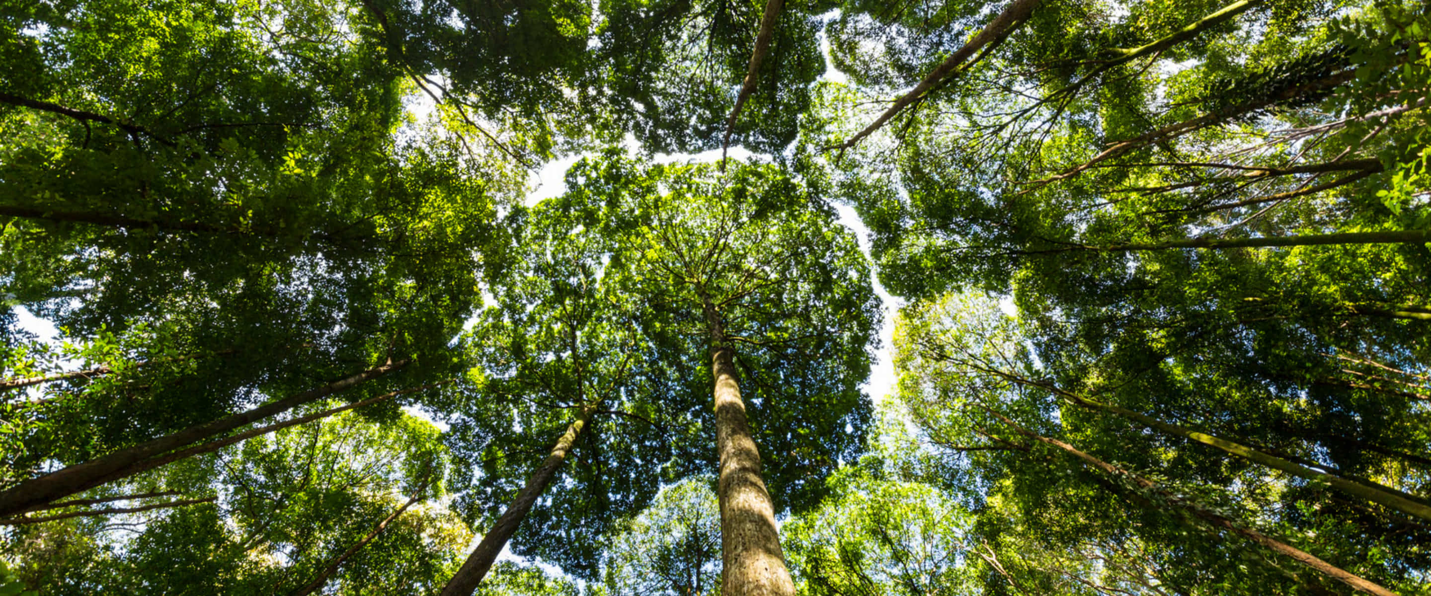 Going Circular Is Now a Supply Chain Decision