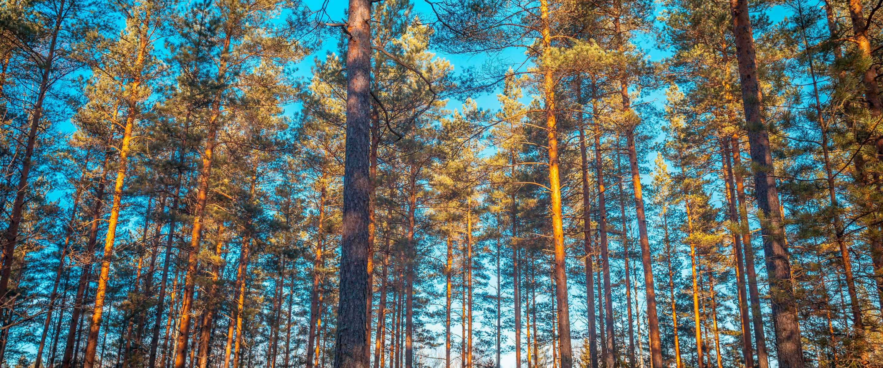 Indonesia's Forestry Projects